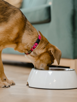 Hvor ofte skal en hund have mad?