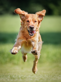 fodring af aktive hunde