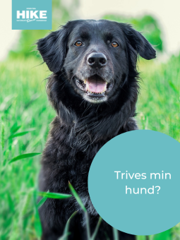 trives min hund