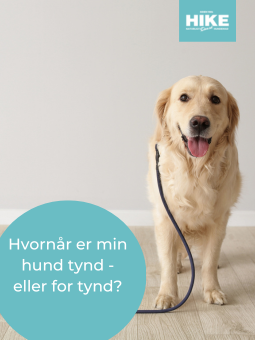 Det svære valg af hundemad