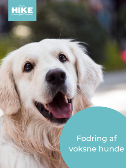 fodring af voksne hunde